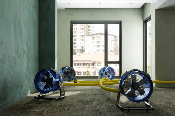 Best Mold removal after water damage  in Hydesville, CA